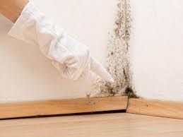 Best Commercial Mold Inspection  in Holley, FL